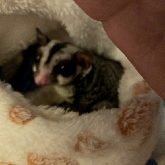 These Are Gone Already. - Picture 1 of 1